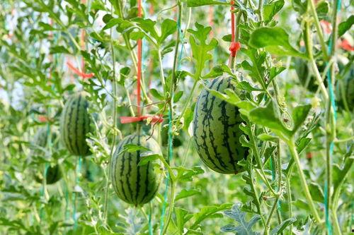 最新国产吃瓜,揭秘娱乐圈幕后故事
