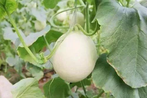 丰县吃瓜事件,揭开乡村食品安全背后的隐忧