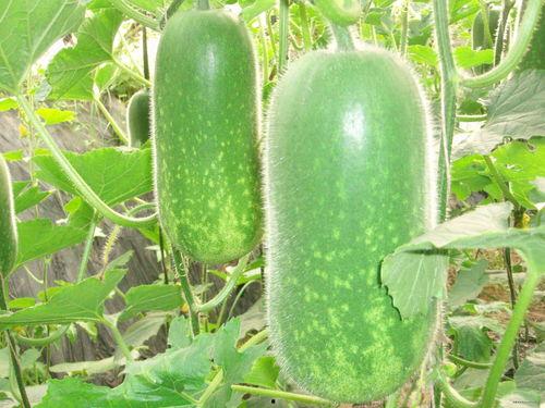 政法频道吃瓜,吃瓜群众背后的法律真相