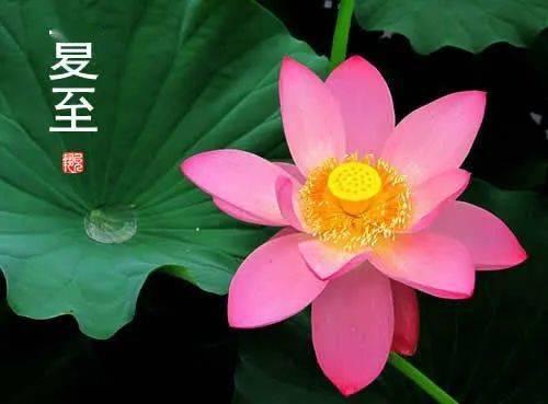 小舟舟吃蜜瓜,小舟舟甜蜜蜜瓜之旅