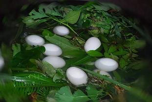 小舟舟吃蜜瓜,小舟舟甜蜜蜜瓜之旅