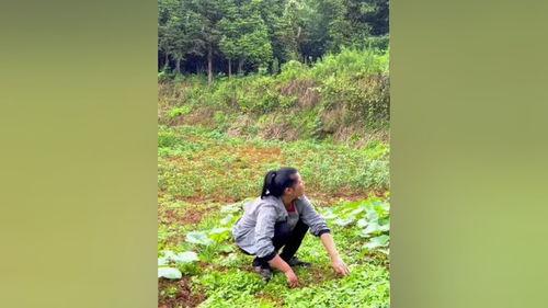 吃别人瓜落,揭秘吃别人瓜落的趣味与哲理