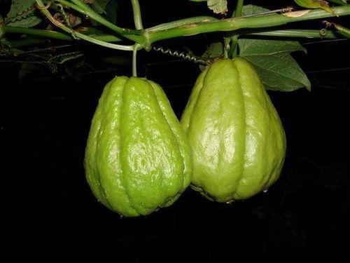 吃佛手瓜上瘾了,揭秘令人欲罢不能的美食诱惑