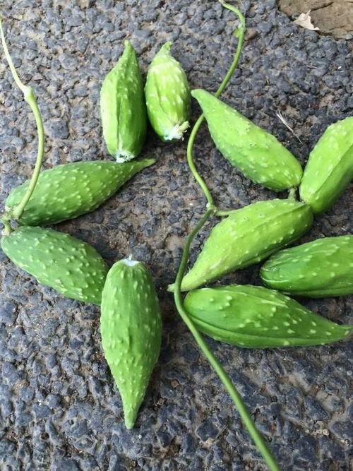 孕妇吃葫芦瓜好吗?,孕妇适量食用葫芦瓜有益健康