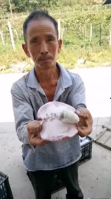 山东吃瓜大叔,揭秘民间美食背后的故事