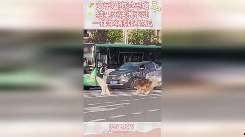 吃瓜遛狗,闲适生活新风尚