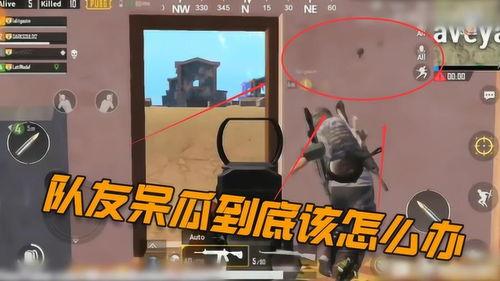 呆瓜吃鸡图片,欢乐逗趣的田园生活瞬间