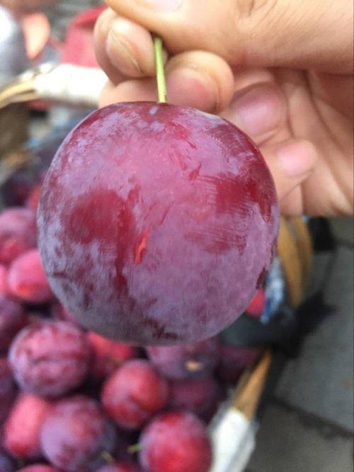 梦见瓜熟了在吃瓜果,品味瓜果的甜蜜寓意