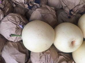 梦见瓜熟了在吃瓜果,品味瓜果的甜蜜寓意