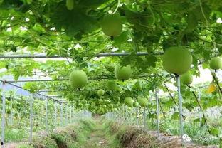 吃瓜影视 地址,带你走进热门影视幕后故事