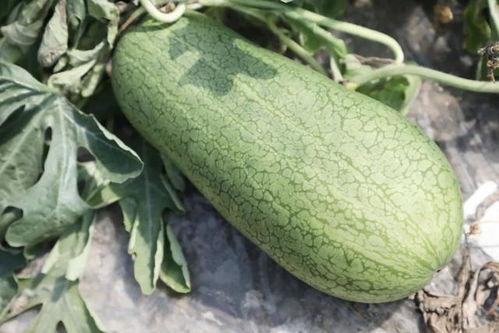 树吃瓜,自然界的和谐共生