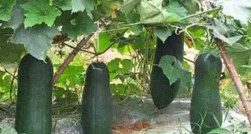 树吃瓜,自然界的和谐共生