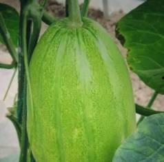 老瓜筋的怎么吃,解锁传统美食新体验