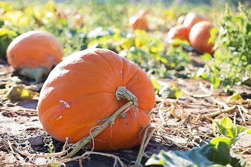 梦见自己吃烂瓜什么意思,吃烂瓜的寓意与启示