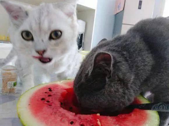 猫舍友吃瓜,猫舍友的瓜田奇遇记